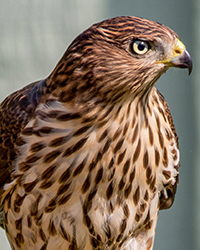 Coopers Hawk