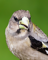 Warbling Vireo