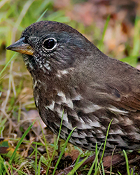 Fox Sparrow