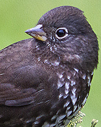 Fox Sparrow