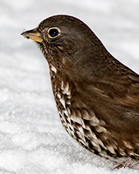 Fox Sparrow