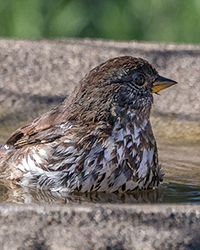 Fox Sparrow