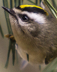 Golden Crowned Kinglet