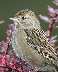 Golden-crowned Sparrow