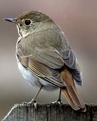 Hermit Thrush