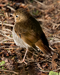 Hermit Thrush