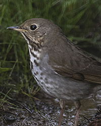 Hermit Thrush