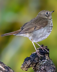 Hermit Thrush