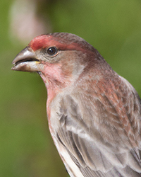 House Finch