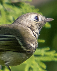 Hutton's Vireo