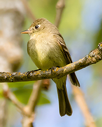 Warbling Vireo