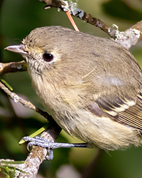 Warbling Vireo