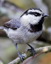 Mountain Chickadee