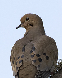 Mourning Dove
