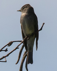 Olive-sided Flycatcher
