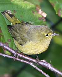 Orange-crowned Warbler