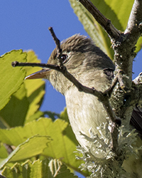 Pacific-slope Flycatcher