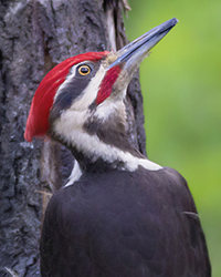 Pileated Woodpecker