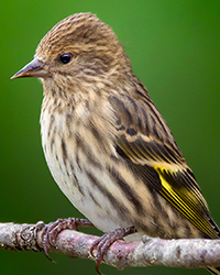 Pine Siskin
