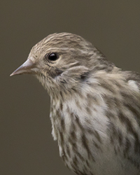 Pine Siskin Kinglet