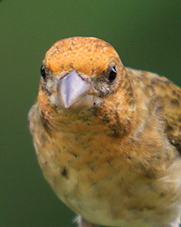 Purple Finch