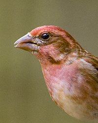 Purple Finch