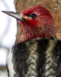 Red-breasted Sapsucker