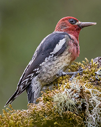 Red-breasted Sapsucker