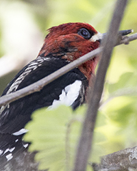 Red-breasted Sapsucker