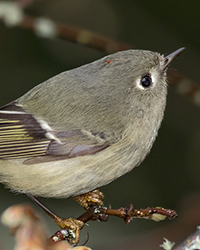 Ruby-crowned Kinglet