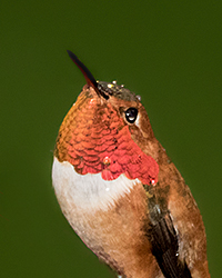 Hutton's Vireo
