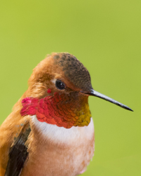 Rufous Hummingbird