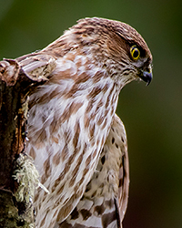 Hutton's Vireo