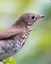 Swainson's Thrush