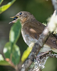 Swainson's Thrush