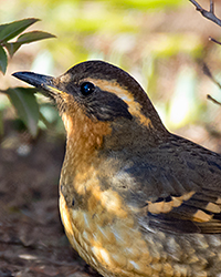 Varied Thrush