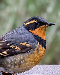 Varied Thrush