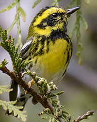 Townsend's Warbler
