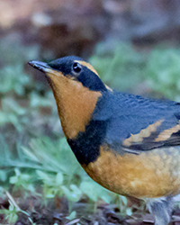 Golden-crowned Sparrow