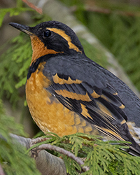 Varied Thrush