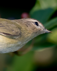 Warbling Vireo