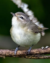 Warbling Vireo