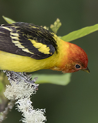Western Tanager