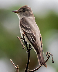 Warbling Vireo