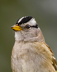 White-crowned Sparrow