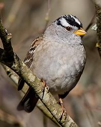 Hutton's Vireo