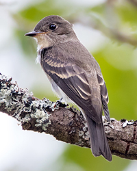 Willow Flycatcher