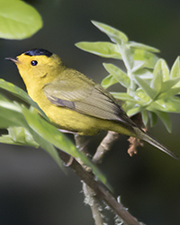 Wilson's Warbler