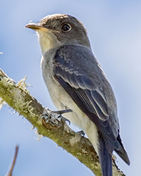Hutton's Vireo