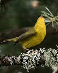 Hutton's Vireo